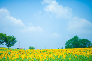 カウンセリングの知識