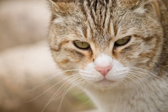 モラハラ（DV）で家族崩壊、横浜で「加害者プログラム」でアプローチします。フォロワーシップAでは力を入れています。